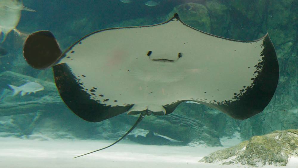 Lashing out in defence